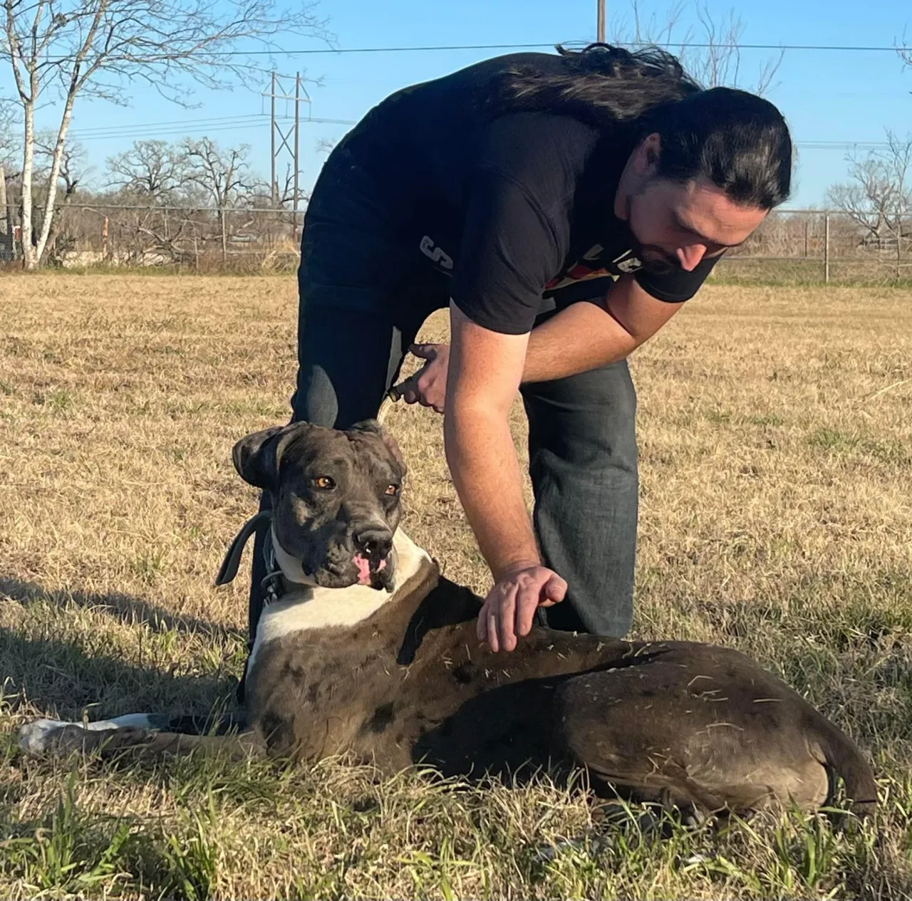 Midgard-mastiff honden